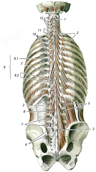 Глубокие мышцы спины