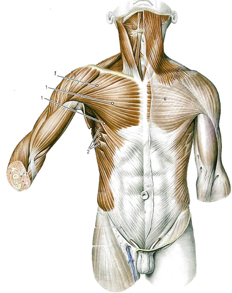 Поверхностные мышцы груди