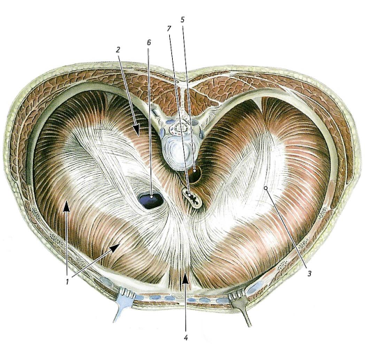 Глубокие мышцы спины