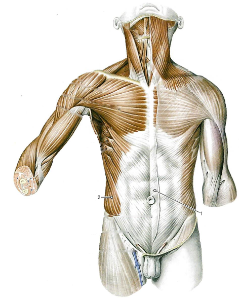 Мышцы живота