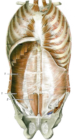 Мышцы живота