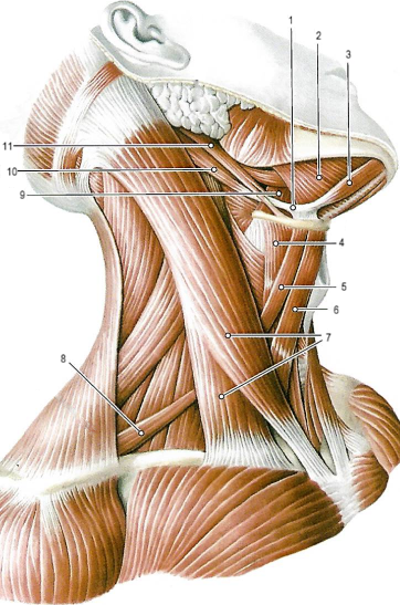 Мышцы шеи