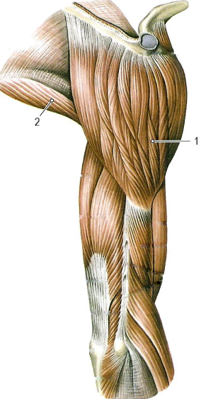 Мышцы плечевого пояса