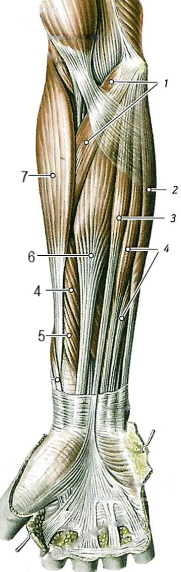 Мышцы предплечья