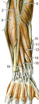 Мышцы предплечья