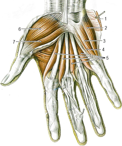 Мышцы кисти