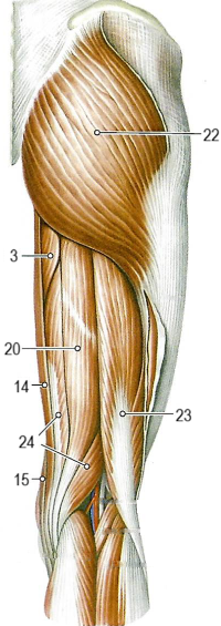 Мышцы нижней конечности