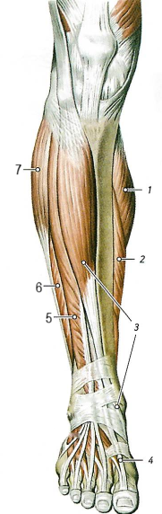 Мышцы голени