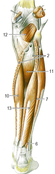 Мышцы голени