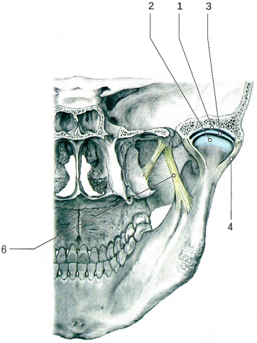 Височно-нижнечелюстной сустав