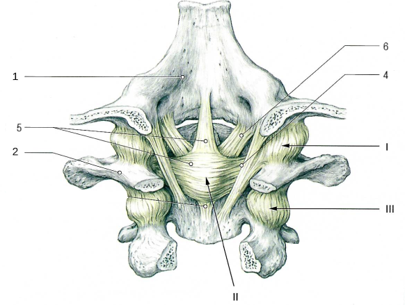 Соединения позвоночного столба с черепом