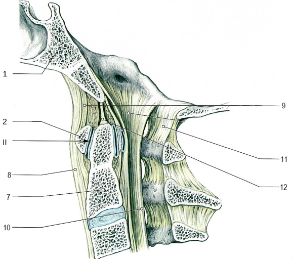 Соединения позвоночного столба с черепом