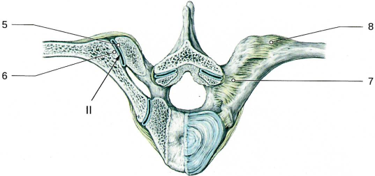Соединения рёбер с позвоночным столбом