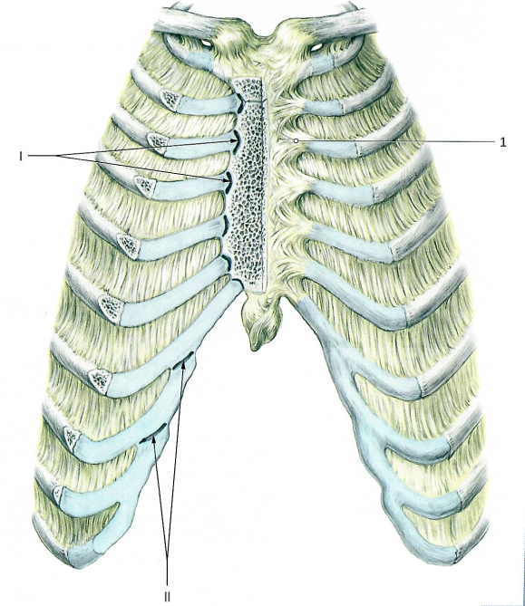 Соединение рёбер и грудины