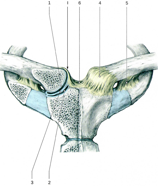 Грудино-ключичный сустав