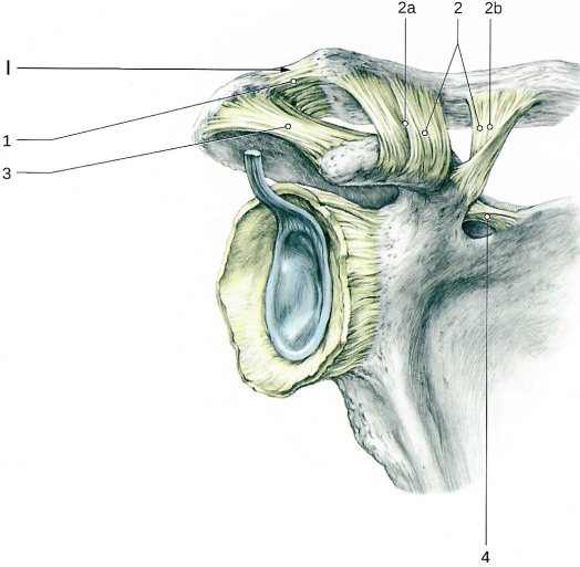 Акромиально-ключичный сустав и собственные связки лопатки