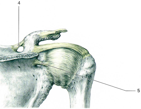 Акромиально-ключичный сустав и собственные связки лопатки
