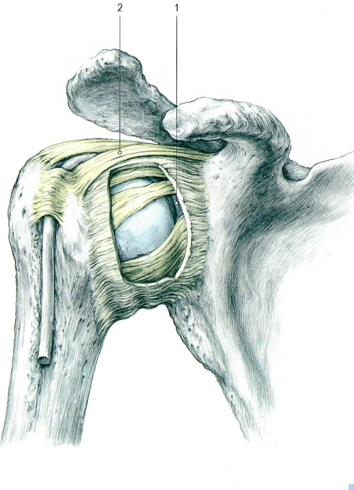 Плечевой сустав