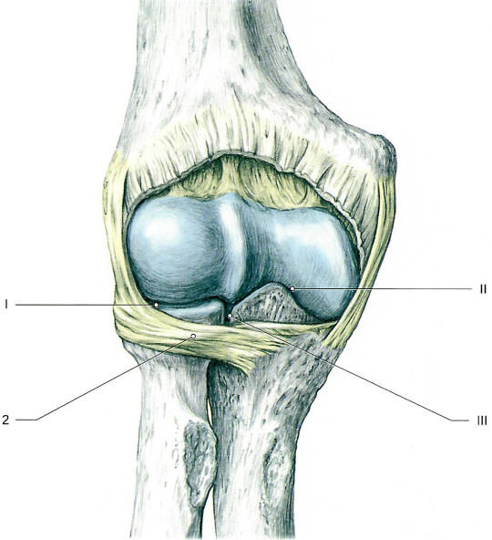 Локтевой сустав