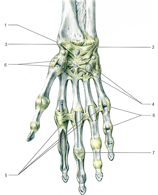 Суставы и связки кисти