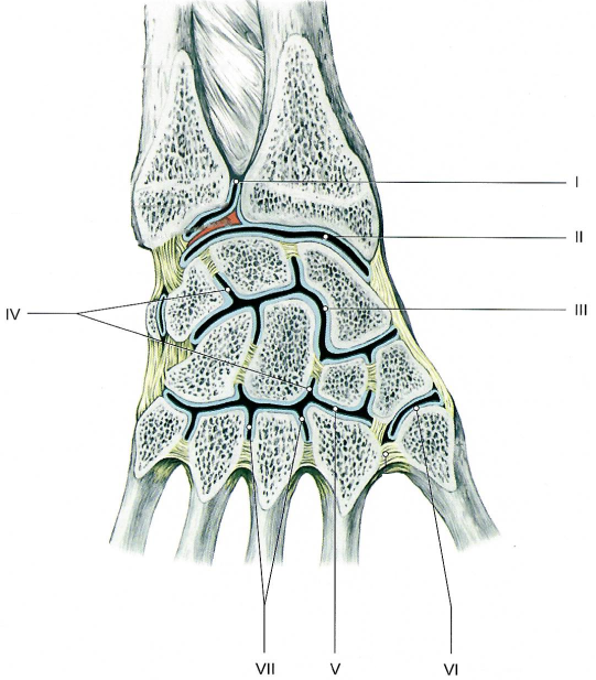 Суставы и связки кисти