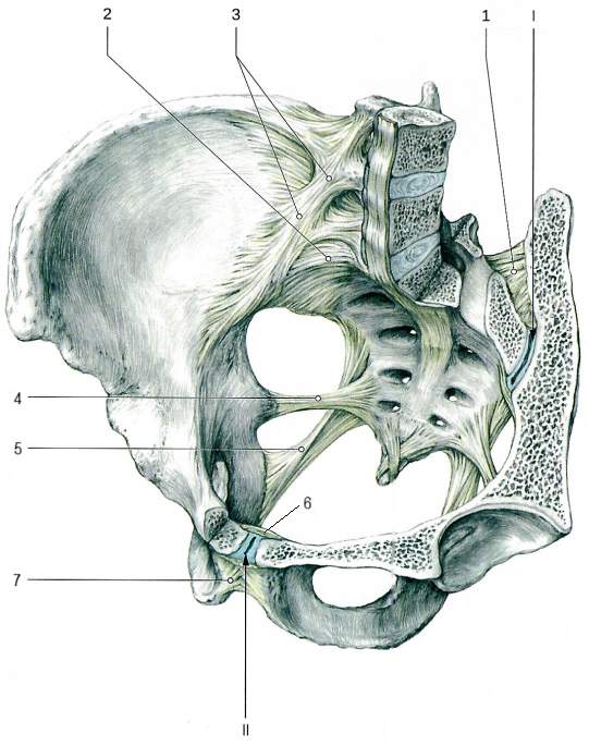 Соединения костей таза