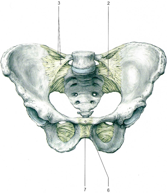 Соединения костей таза