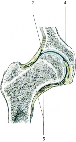 Тазобедренный сустав
