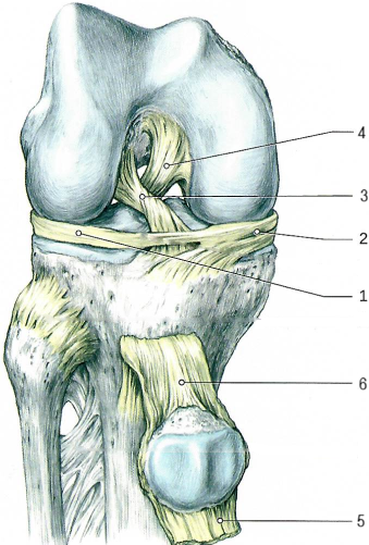 Коленный сустав