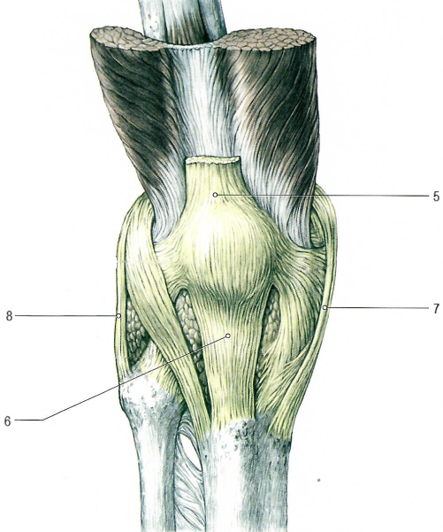 Коленный сустав