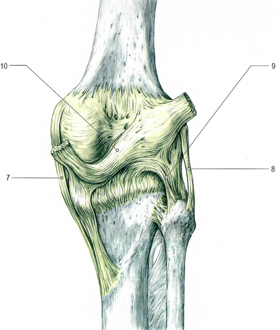 Коленный сустав