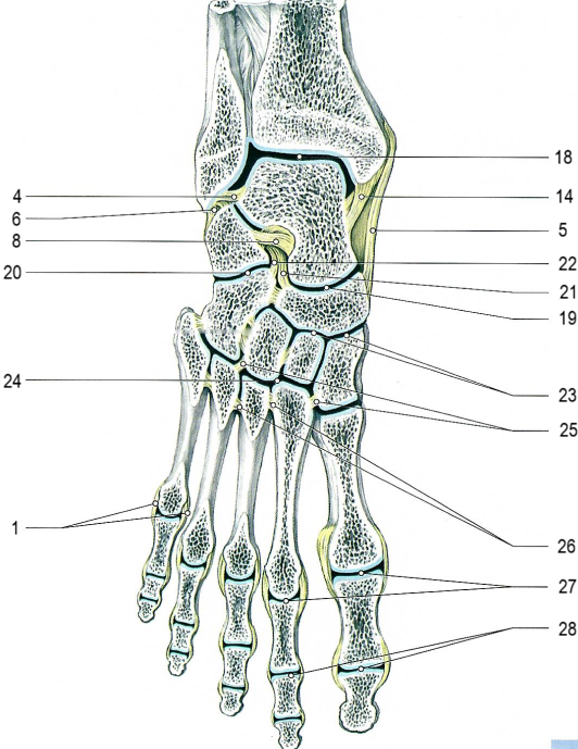 Голеностопный сустав, суставы стопы